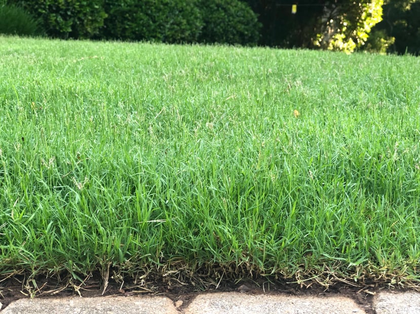 How Soon Should I Cut My Grass? Lawn Maintenance Tips